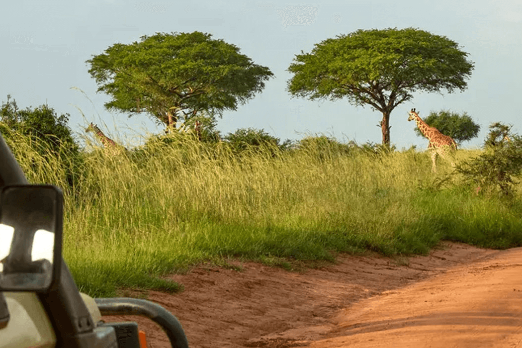 Murchison-Falls-Giraffe