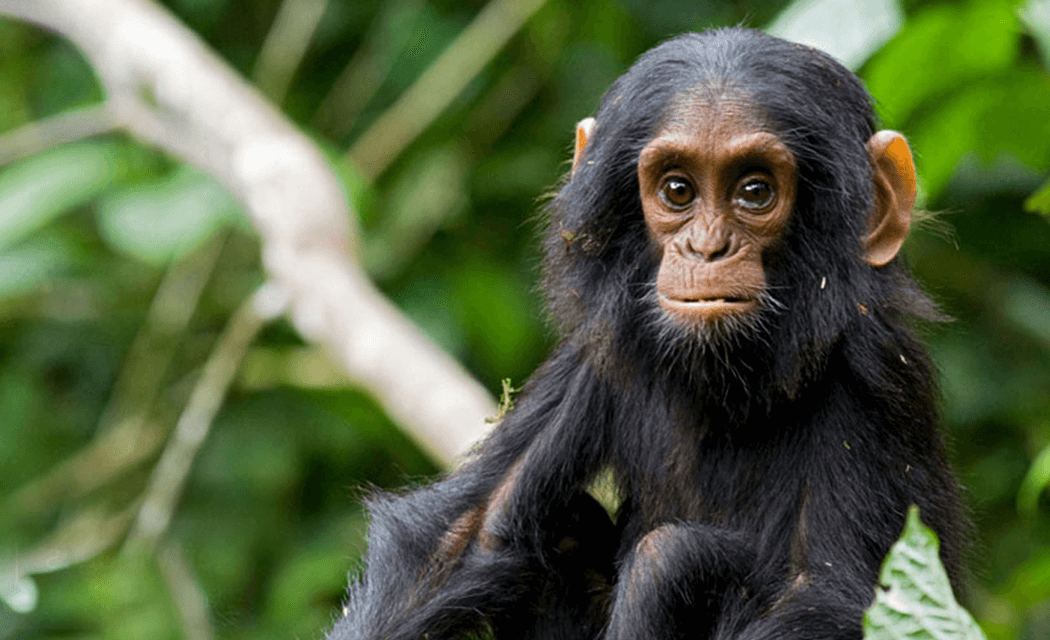 7 Days Going Ape Gorilla and Chimp Safari