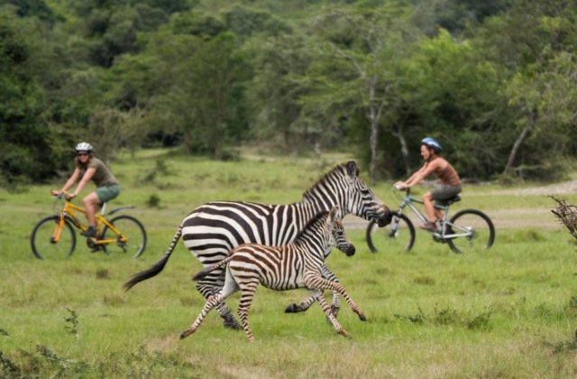 Uganda safari Animals
