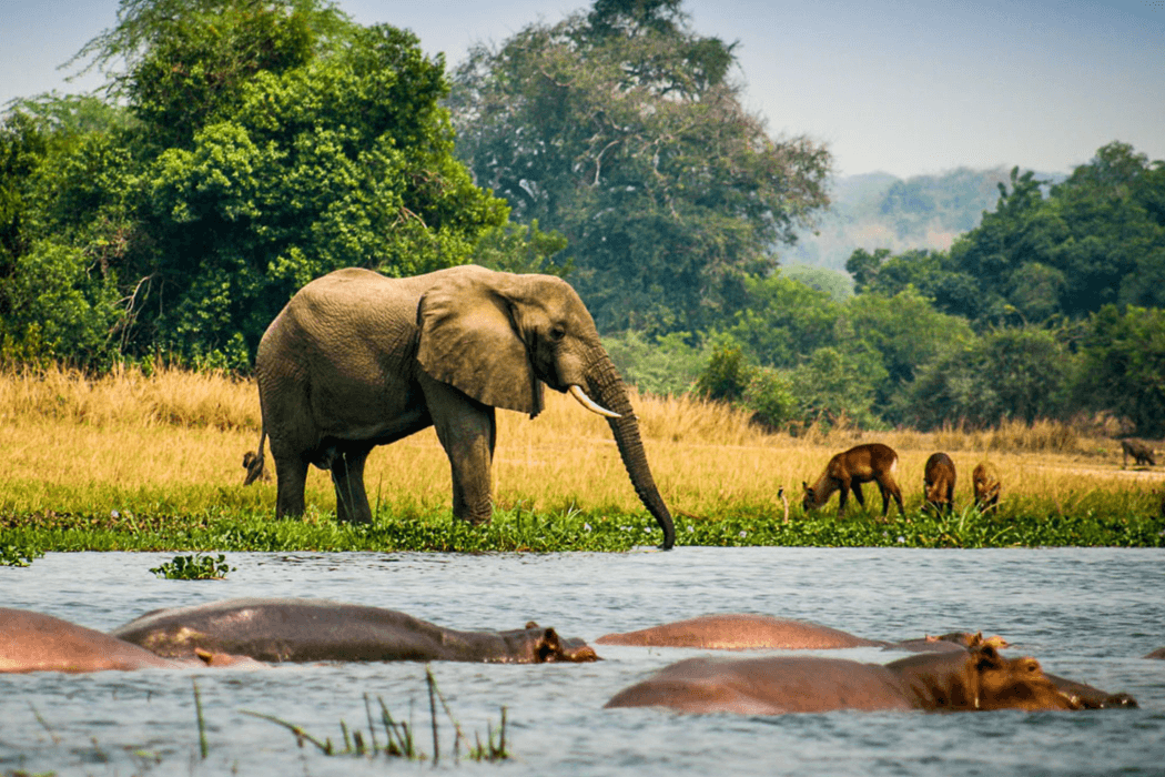 https://ugandasafariexperts.com/wp-content/uploads/2023/12/elephant-and-hippos.png