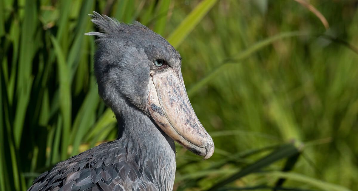 Fun Facts About The Shoebill That You Didn’t Know. Habitat, Food & Social Habitat