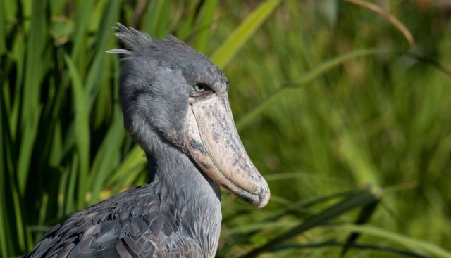 fun facts about the shoebill