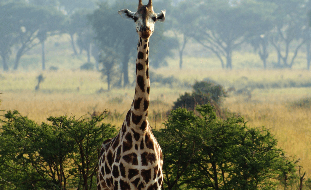 Rothschild Giraffe. Interesting Facts about About Tallest Mammal On Earth