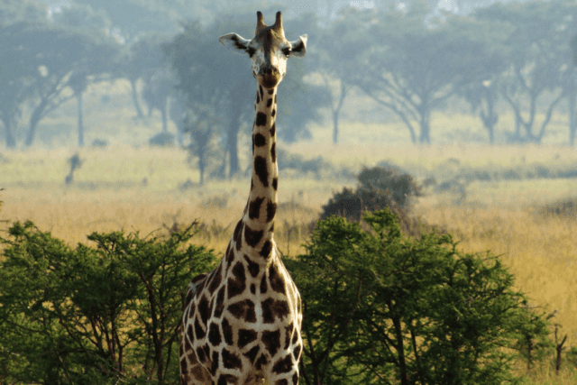 Giraffe in Murchison Falls np