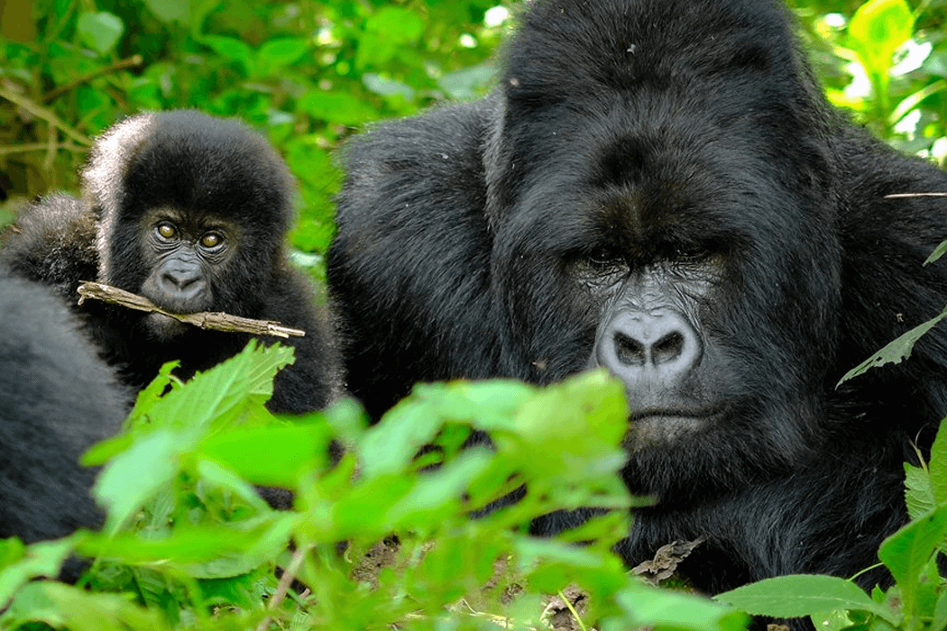 https://ugandasafariexperts.com/wp-content/uploads/2023/12/gorilla-safaris.png