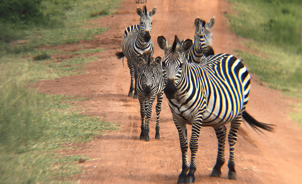 Zebra Facts: Physical, Social & Other Interesting Facts