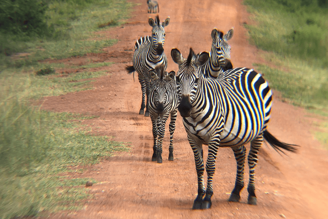 https://ugandasafariexperts.com/wp-content/uploads/2023/12/herd-of-zebras.png