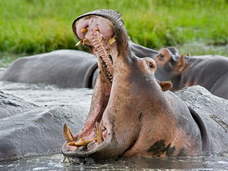 What DO Hippos Eat? Unexpected Diet & Feeding Habits