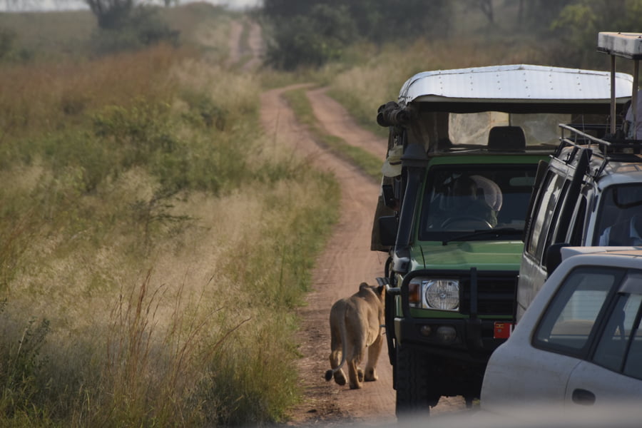 3 Days Rwanda To Uganda Gorilla Trekking Excursion