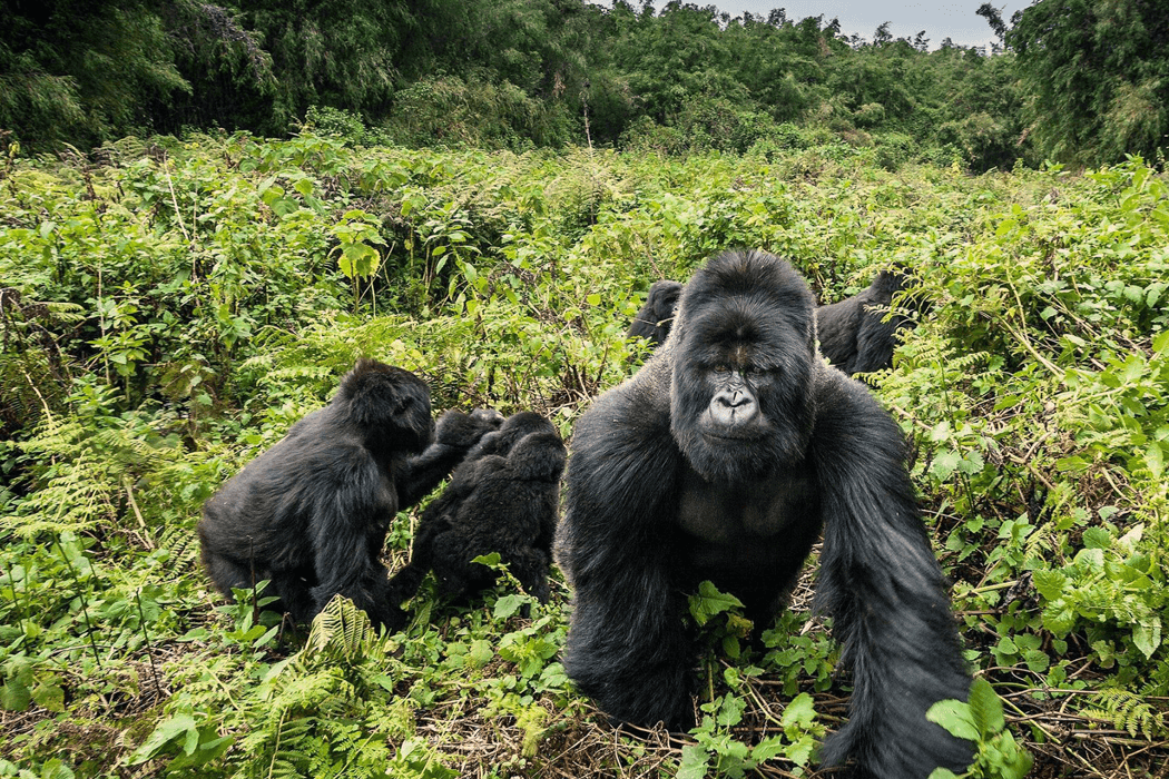 https://ugandasafariexperts.com/wp-content/uploads/2023/12/mgahinga-gorilla.png
