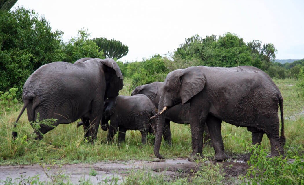 African Elephant. 31 Facts About The African Elephant