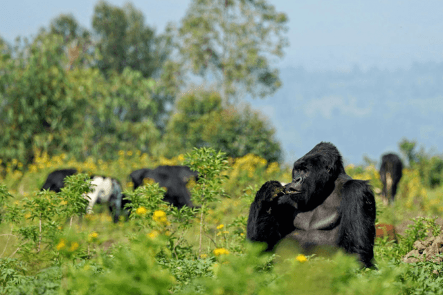2 Days Rwanda Gorilla Trekking