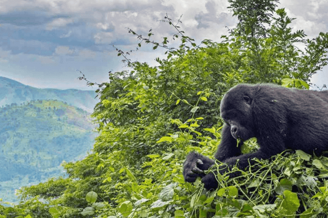 Uganda Rwanda Safari