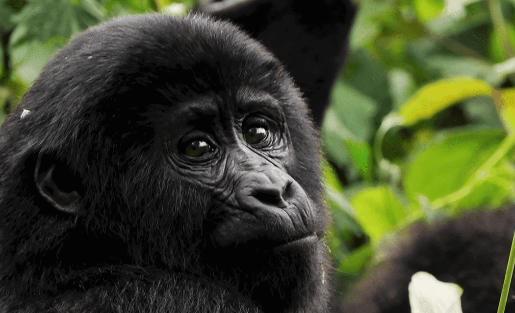 Why are mountain gorillas endangered? & What you can do about it