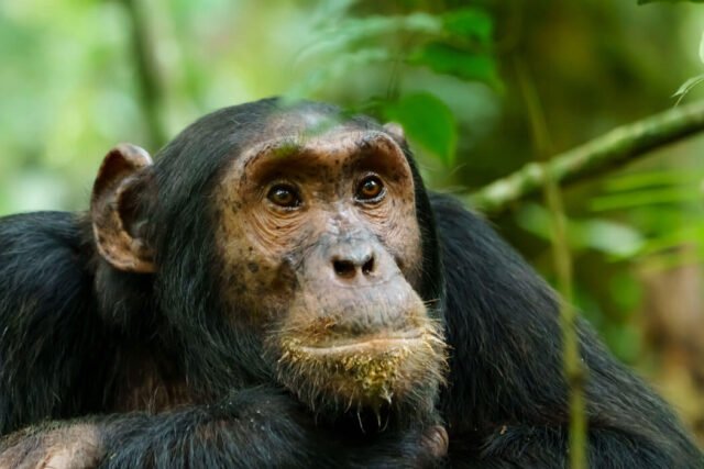 chimpanzee face