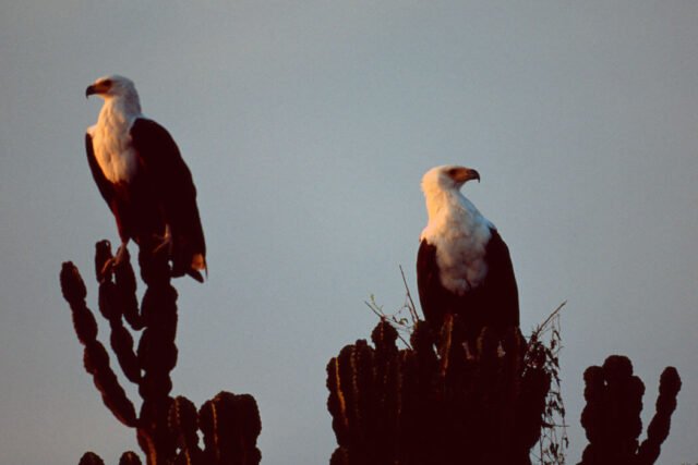fish eagles in QENP
