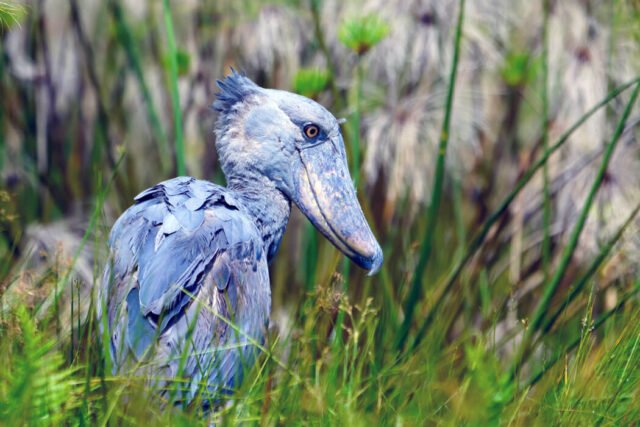 shoebill