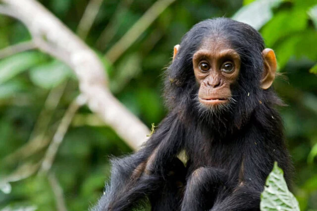 babay chimp
