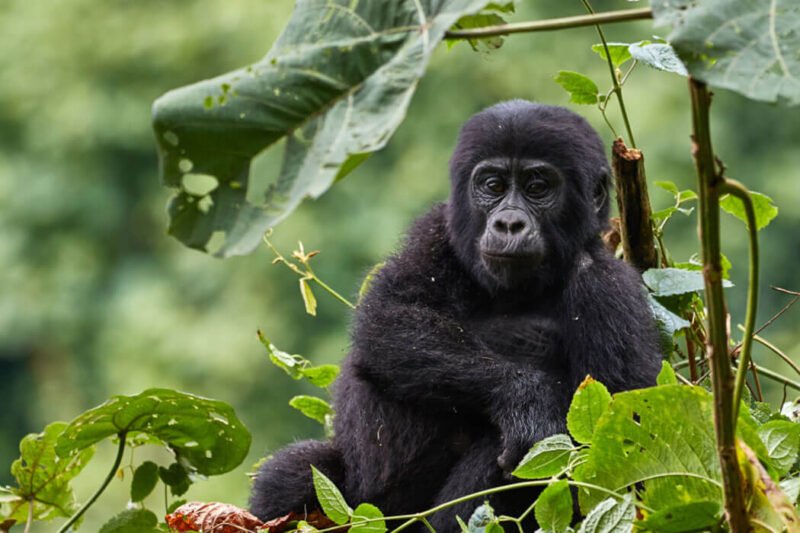 5 Days Uganda Primates Flying Safari (Chimps & Gorillas)