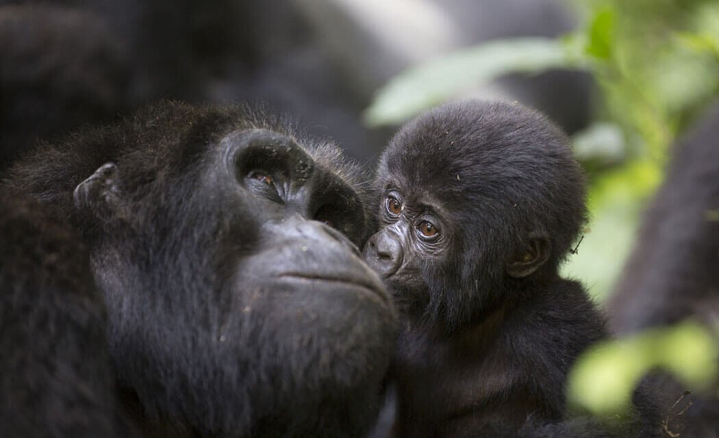 Gorilla Tracking Honeymoon. 7 Reasons to spend your honeymoon with gorillas