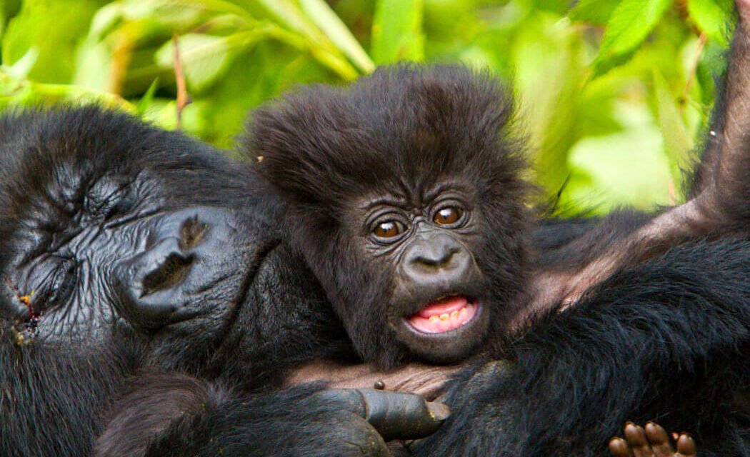 7 Days Going Ape Uganda Primates Safari