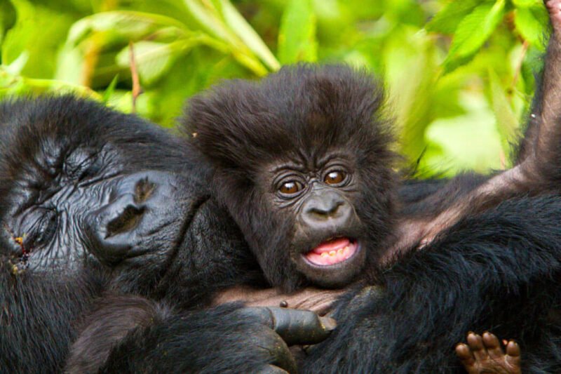 7 Days Going Ape Uganda Primates Safari