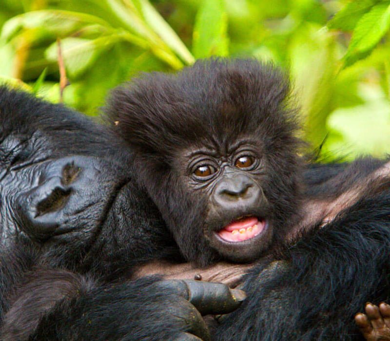 7 Days Going Ape Uganda Primates Safari