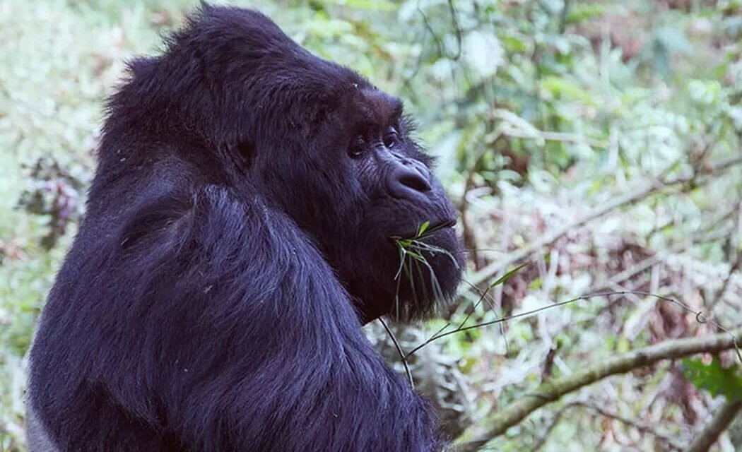 How Difficult Is Gorilla Trekking