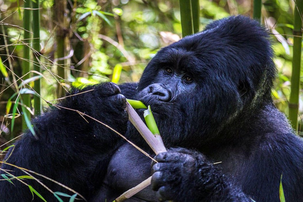 big gorilla eating