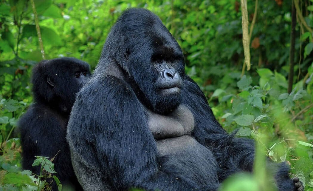 4 Days Uganda Gorilla Trekking Expedition (flying)