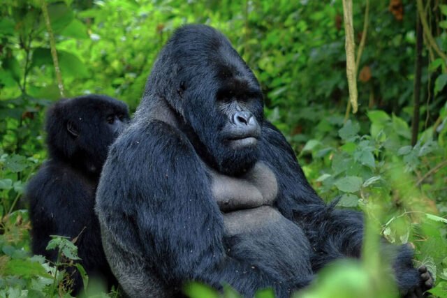 Uganda Gorilla trekking Expedition