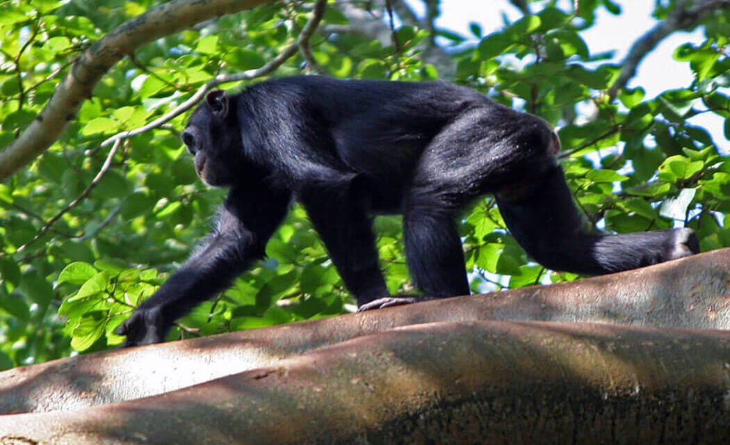 7 Days Uganda At Glance Safari Adventure