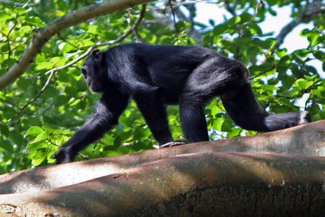 Howard with Chimps