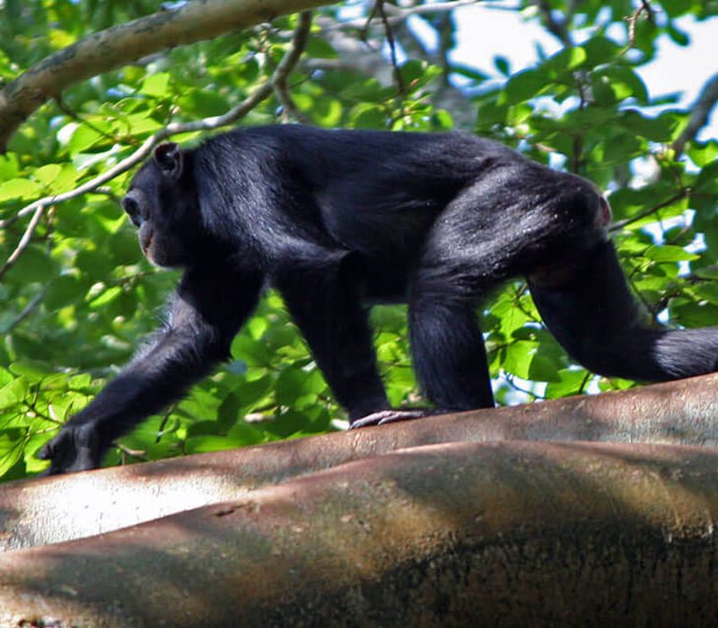 7 Days Uganda At Glance Safari Adventure