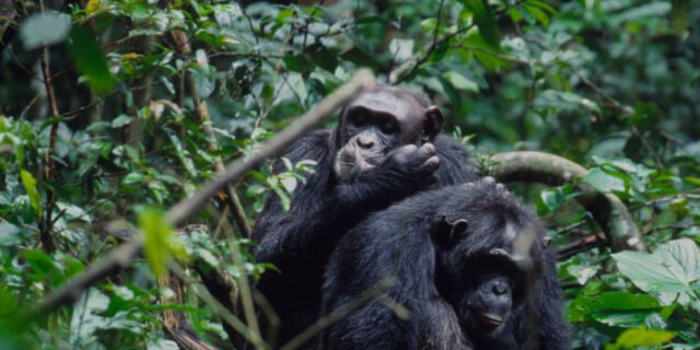 chimp tracking