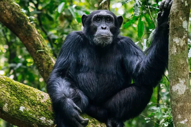 Facts about Chimpanzees