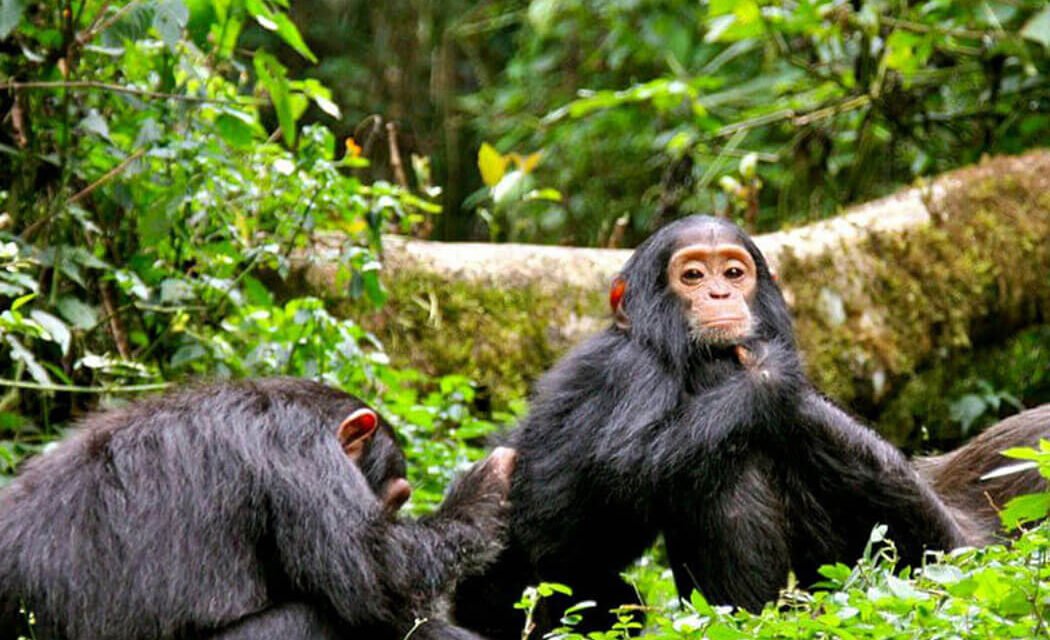 7 Days Western Uganda Wildlife Highlights