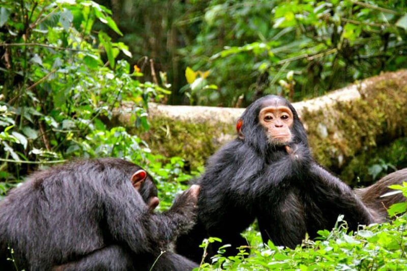 7 Days Western Uganda Wildlife Highlights