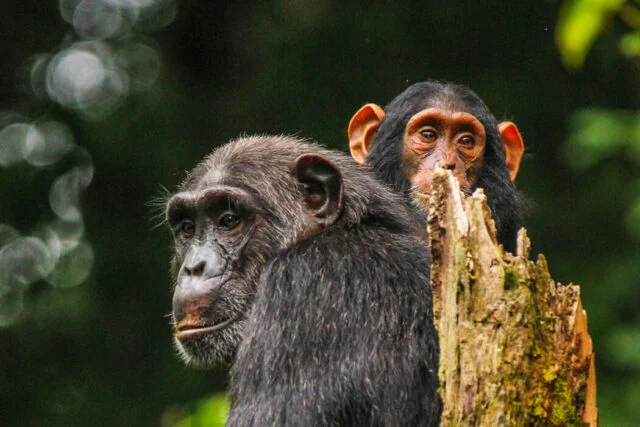 Facts about Chimpanzees