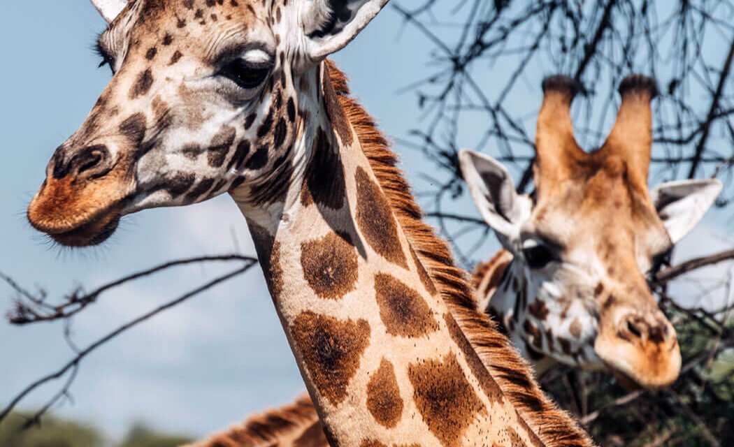 4 Days Murchison Falls Wildlife Safari