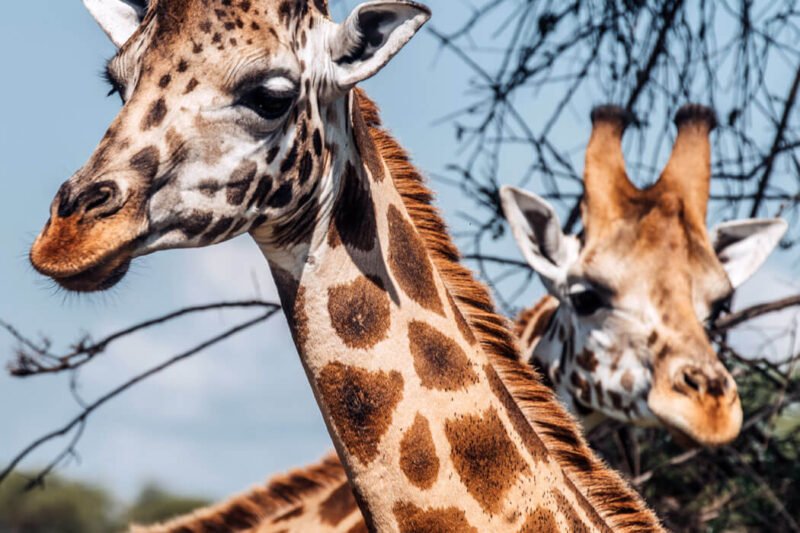 4 Days Murchison Falls Wildlife Safari