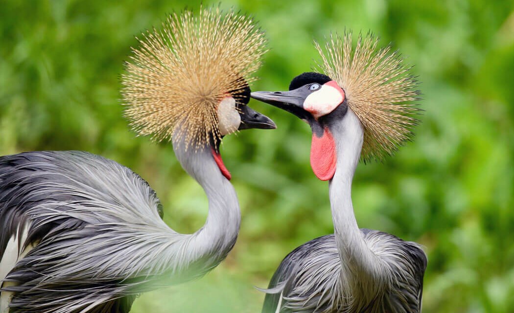 Crested Crane. Facts About Uganda’s National Bird
