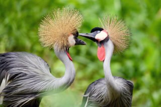 crested crane crested crane