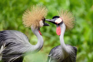crested crane