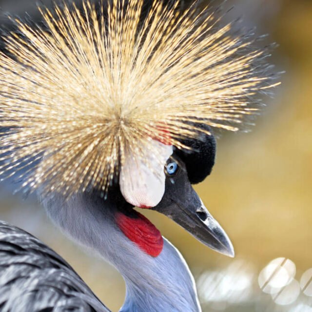 crested-crane-closeup crested-crane-closeup