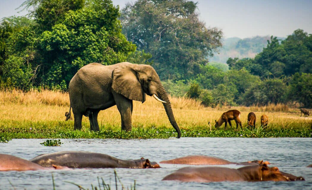 3 Days Queen Elizabeth Wildlife Safari