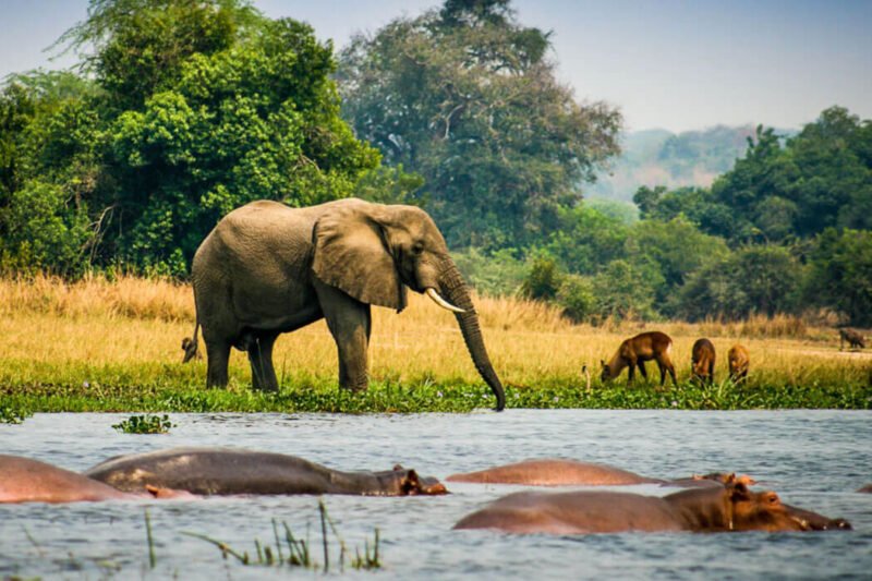 3 Days Queen Elizabeth Wildlife Safari