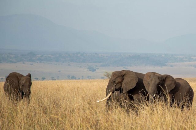 elephants in dry savannah