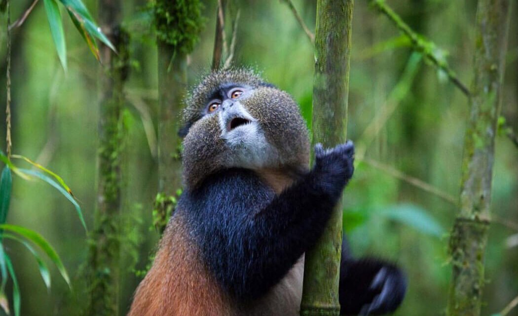 Golden Monkey Facts. 5 things most PEOPLE don’t know.