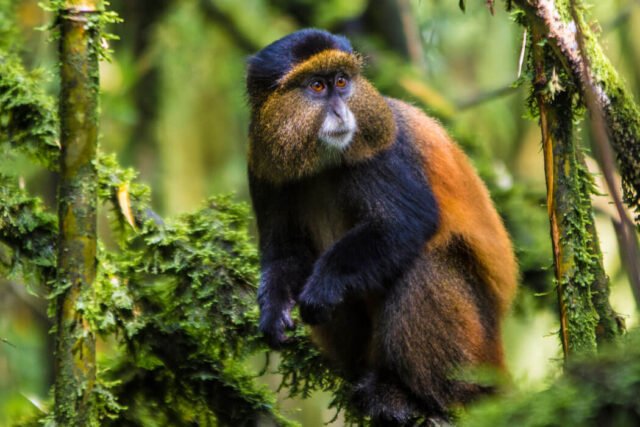 golden monkey